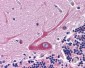 NDUFB9 Antibody (C-Terminus)